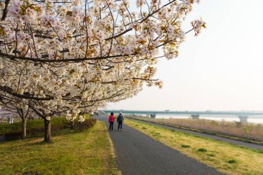 Japonya 'da kiraz çiçekleri, Tokyo