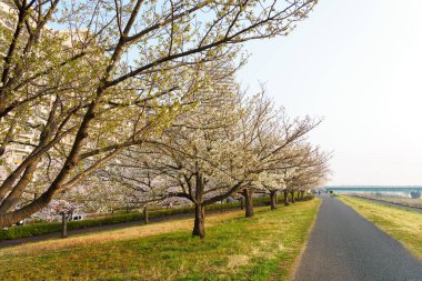 Japonya 'da kiraz çiçekleri, Tokyo