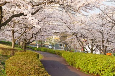 Japonya 'da kiraz çiçekleri, Tokyo