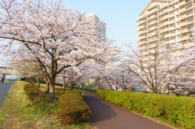 Japonya 'da kiraz çiçekleri, Tokyo