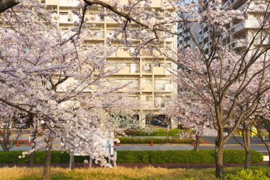 Japonya 'da kiraz çiçekleri, Tokyo