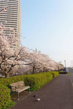Japonya 'da kiraz çiçekleri, Tokyo