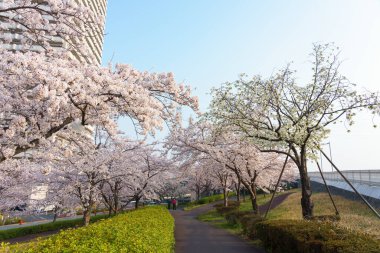 Japonya 'da kiraz çiçekleri, Tokyo