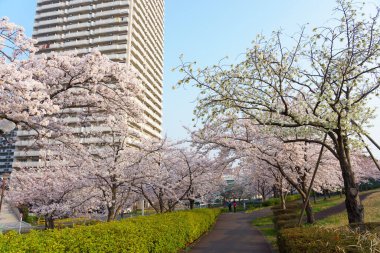Japonya 'da kiraz çiçekleri, Tokyo