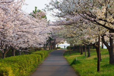 Japonya 'da kiraz çiçekleri, Tokyo