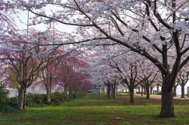 Japonya 'da kiraz çiçekleri, Tokyo