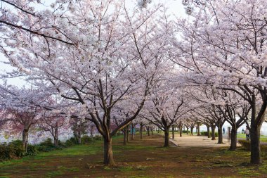 Japonya 'da kiraz çiçekleri, Tokyo
