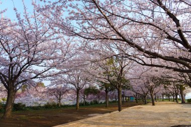 Japonya 'da kiraz çiçekleri, Tokyo