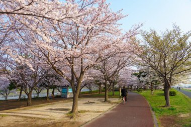 Japonya 'da kiraz çiçekleri, Tokyo