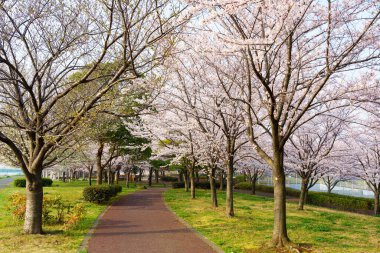 Japonya 'da kiraz çiçekleri, Tokyo