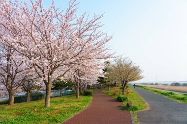 Japonya 'da kiraz çiçekleri, Tokyo