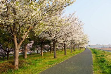 Japonya 'da kiraz çiçekleri, Tokyo