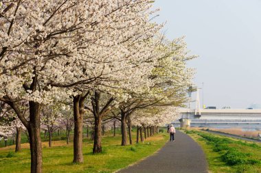 Japonya 'da kiraz çiçekleri, Tokyo