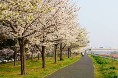 Japonya 'da kiraz çiçekleri, Tokyo