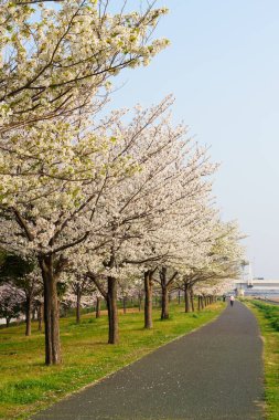 Japonya 'da kiraz çiçekleri, Tokyo