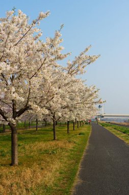 Japonya 'da kiraz çiçekleri, Tokyo