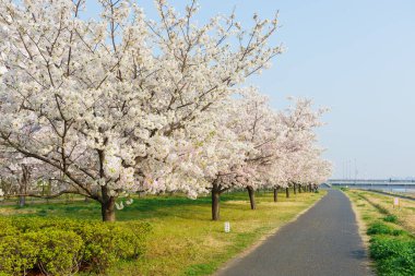 Japonya 'da kiraz çiçekleri, Tokyo