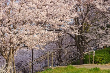 Japonya 'da kiraz çiçekleri, Tokyo