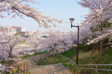 Japonya 'da kiraz çiçekleri, Tokyo