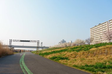 Japonya 'da kiraz çiçekleri, Tokyo
