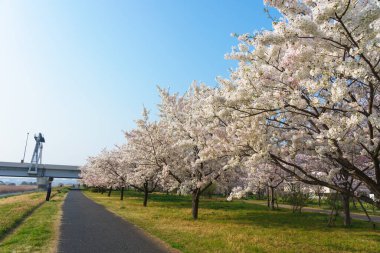 Japonya 'da kiraz çiçekleri, Tokyo