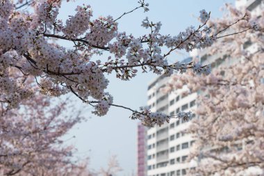 Japonya 'da kiraz çiçekleri, Tokyo
