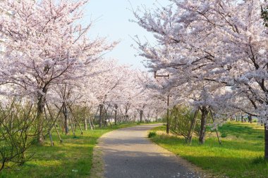 Japonya 'da kiraz çiçekleri, Tokyo
