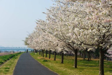 Japonya 'da kiraz çiçekleri, Tokyo