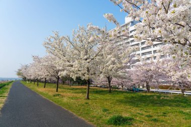 Japonya 'da kiraz çiçekleri, Tokyo
