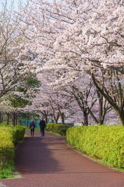Japonya 'da kiraz çiçekleri, Tokyo