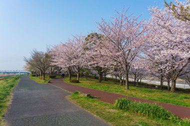 Japonya 'da kiraz çiçekleri, Tokyo