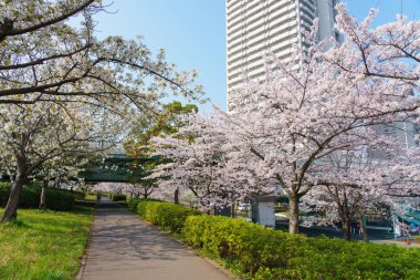 Japonya 'da kiraz çiçekleri, Tokyo