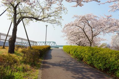 Japonya 'da kiraz çiçekleri, Tokyo