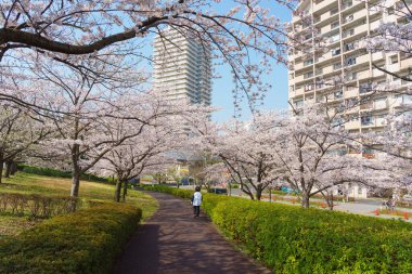 Japonya 'da kiraz çiçekleri, Tokyo