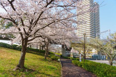 Japonya 'da kiraz çiçekleri, Tokyo