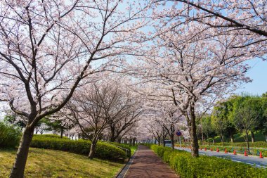 Japonya 'da kiraz çiçekleri, Tokyo