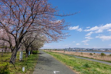 Japonya 'da kiraz çiçekleri, Tokyo
