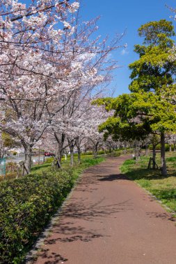 Japonya 'da kiraz çiçekleri, Tokyo