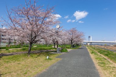 Japonya 'da kiraz çiçekleri, Tokyo