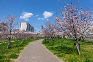 Japonya 'da kiraz çiçekleri, Tokyo