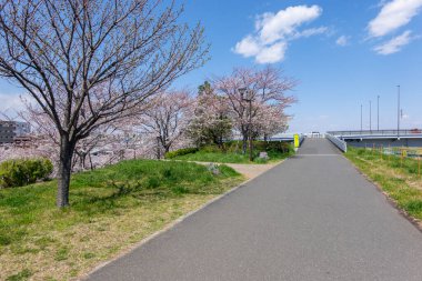 Japonya 'da kiraz çiçekleri, Tokyo