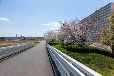 Japonya 'da kiraz çiçekleri, Tokyo