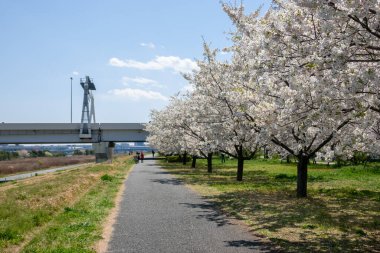Japonya 'da kiraz çiçekleri, Tokyo