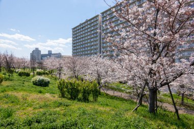 Japonya 'da kiraz çiçekleri, Tokyo
