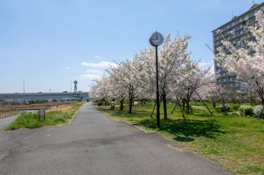Japonya 'da kiraz çiçekleri, Tokyo