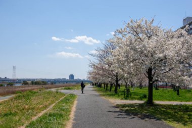 Japonya 'da kiraz çiçekleri, Tokyo