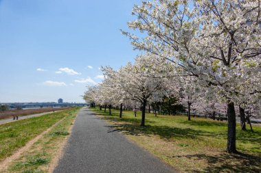 Japonya 'da kiraz çiçekleri, Tokyo
