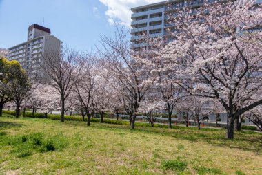 Japonya 'da kiraz çiçekleri, Tokyo