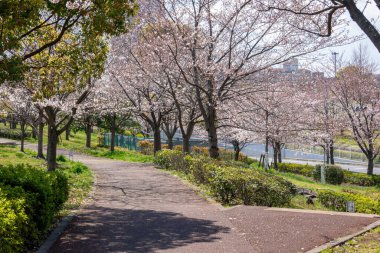 Japonya 'da kiraz çiçekleri, Tokyo
