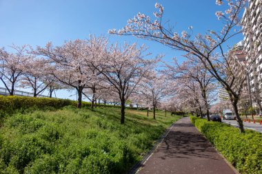 Japonya 'da kiraz çiçekleri, Tokyo